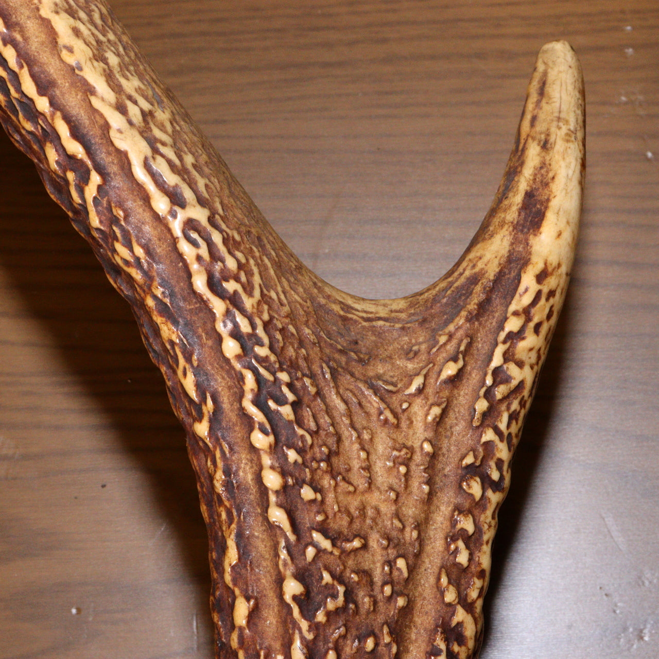Japanese wooden Sword Rack Stand Deer antlers Kazuno Drawer Meiji era SWR348