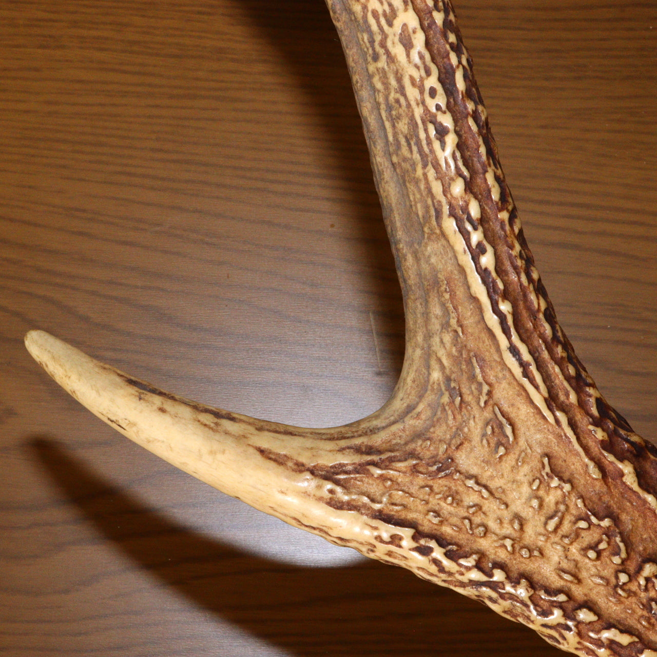 Japanese wooden Sword Rack Stand Deer antlers Kazuno Drawer Meiji era SWR348