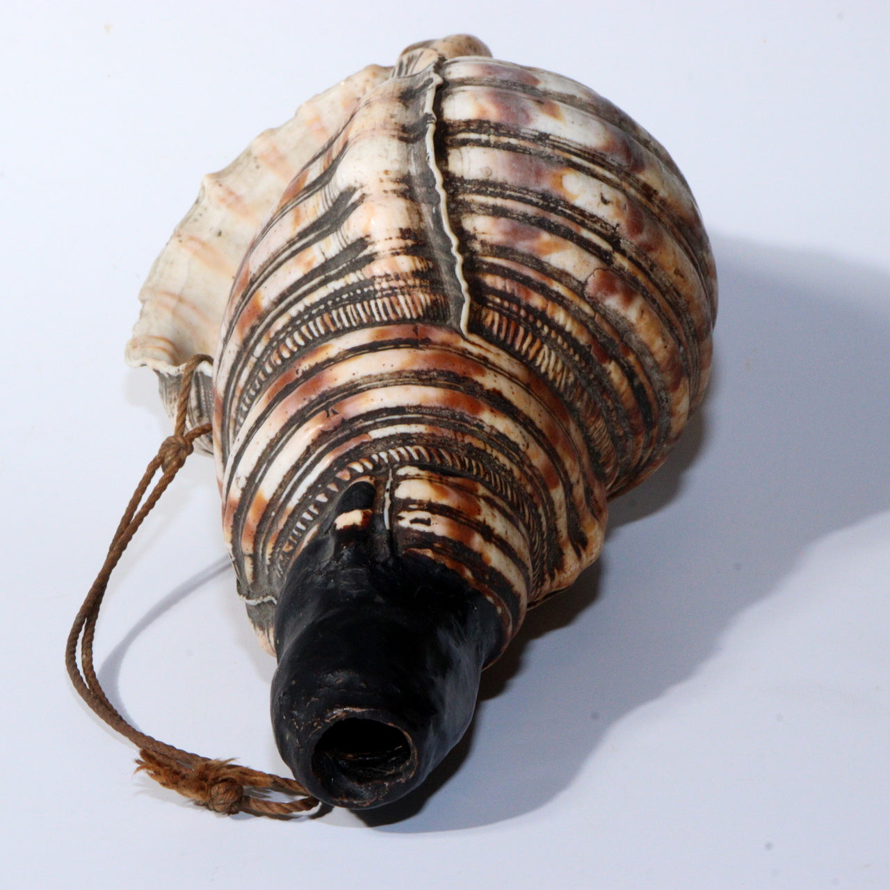 Japanese Antique conch shell trumpet Horagai Yamabushi Shugendo Trumpet SG83