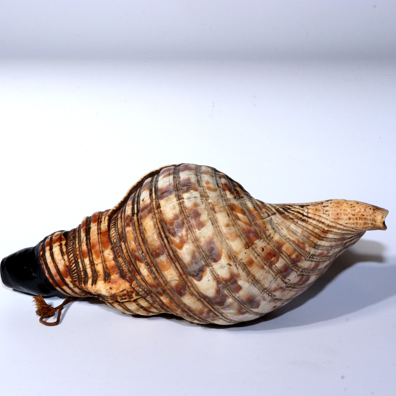 Japanese Antique conch shell trumpet Horagai Yamabushi Shugendo Trumpet SG83