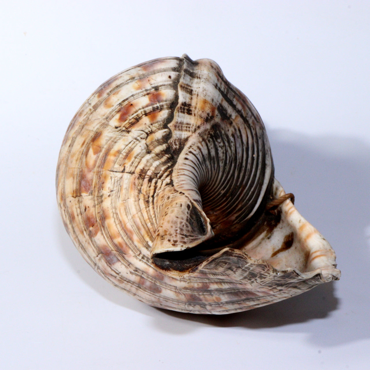 Japanese Antique conch shell trumpet Horagai Yamabushi Shugendo Trumpet SG83