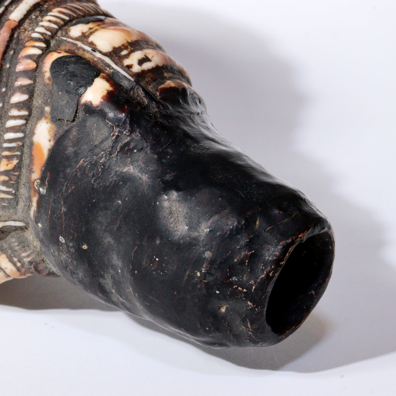 Japanese Antique conch shell trumpet Horagai Yamabushi Shugendo Trumpet SG83