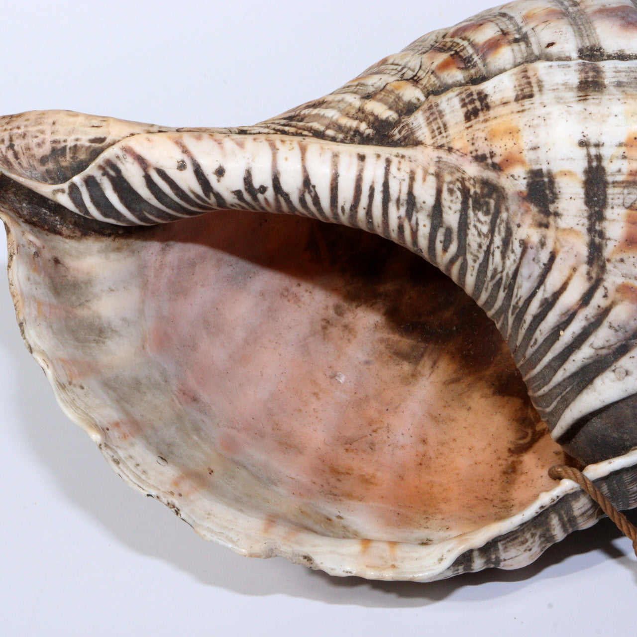 Japanese Antique conch shell trumpet Horagai Yamabushi Shugendo Trumpet SG83