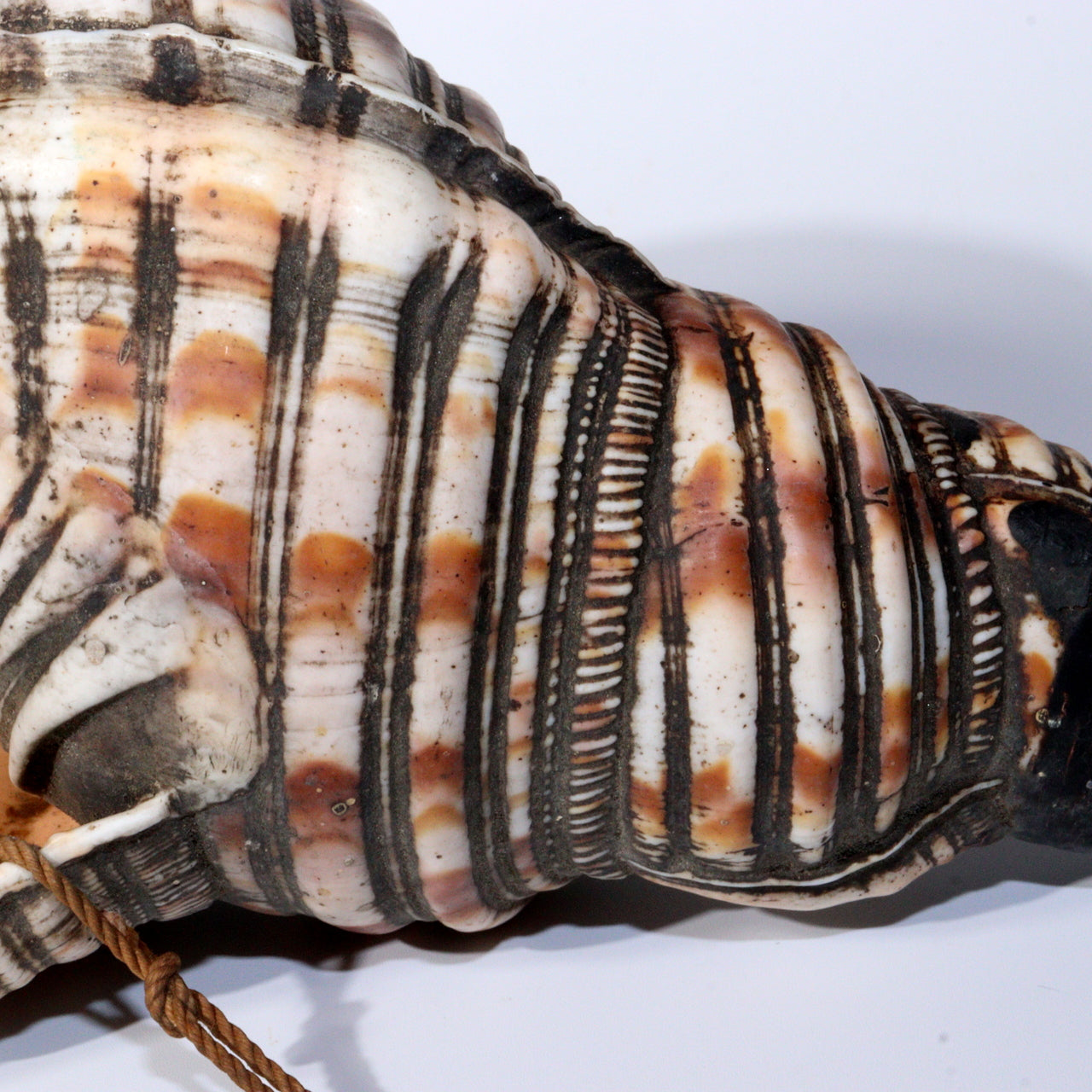 Japanese Antique conch shell trumpet Horagai Yamabushi Shugendo Trumpet SG83