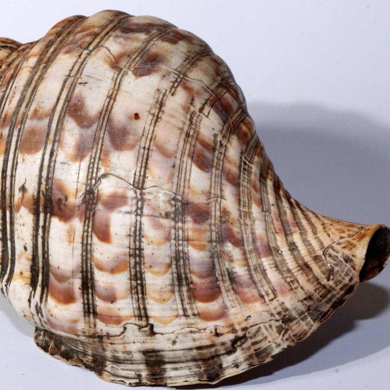 Japanese Antique conch shell trumpet Horagai Yamabushi Shugendo Trumpet SG83