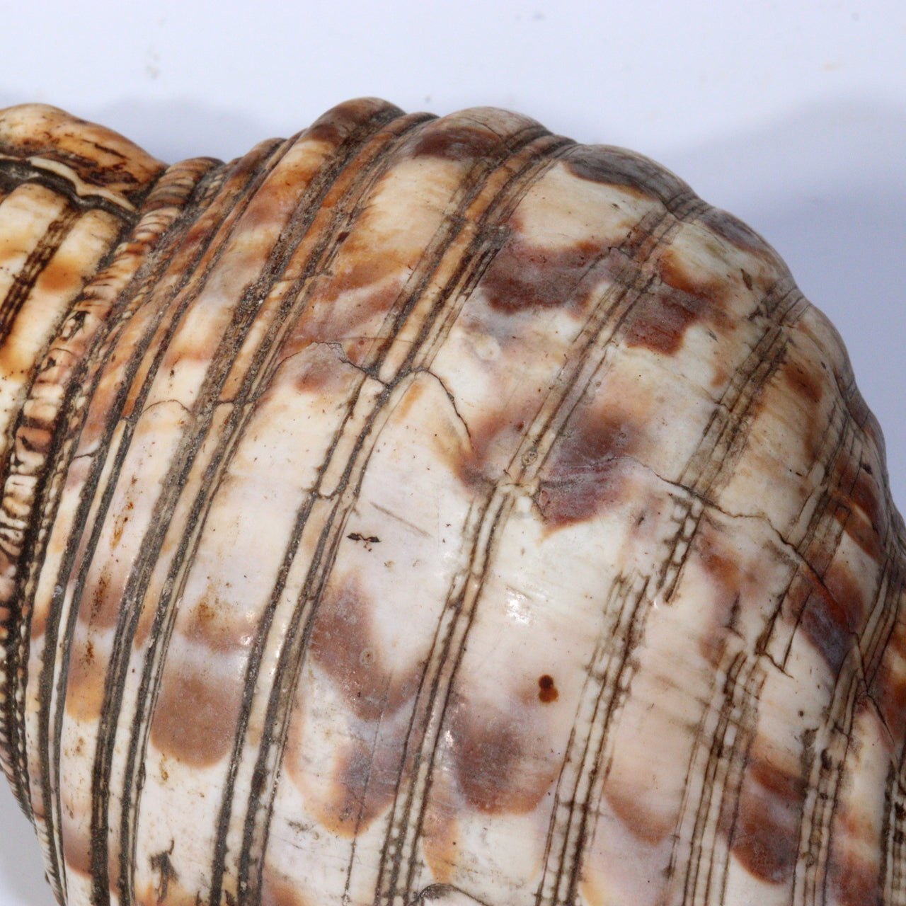 Japanese Antique conch shell trumpet Horagai Yamabushi Shugendo Trumpet SG83