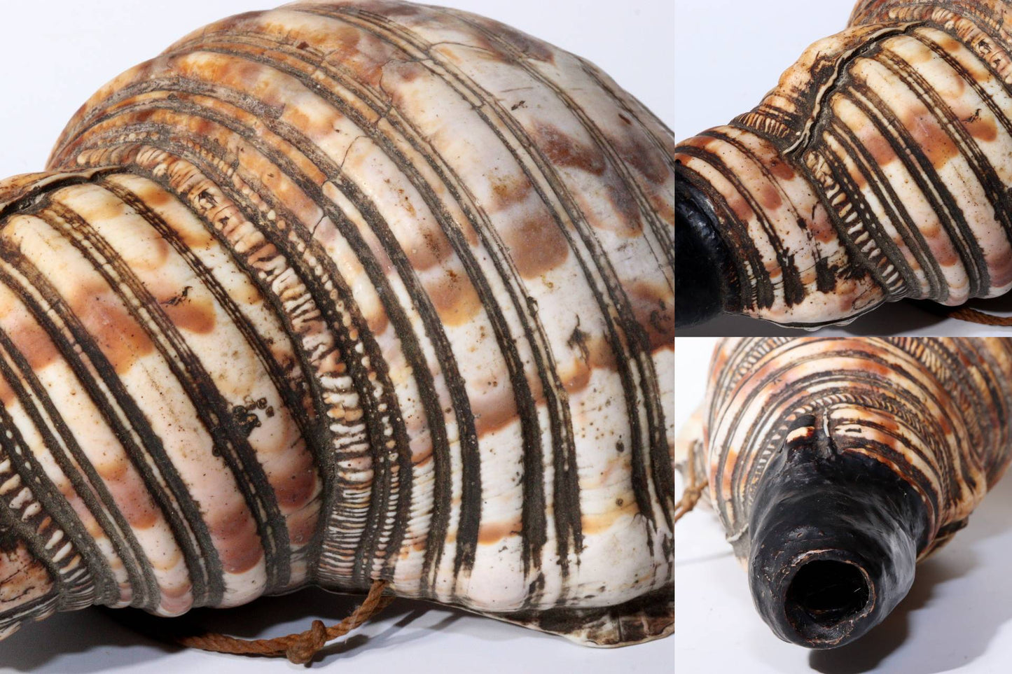 Japanese Antique conch shell trumpet Horagai Yamabushi Shugendo Trumpet SG83