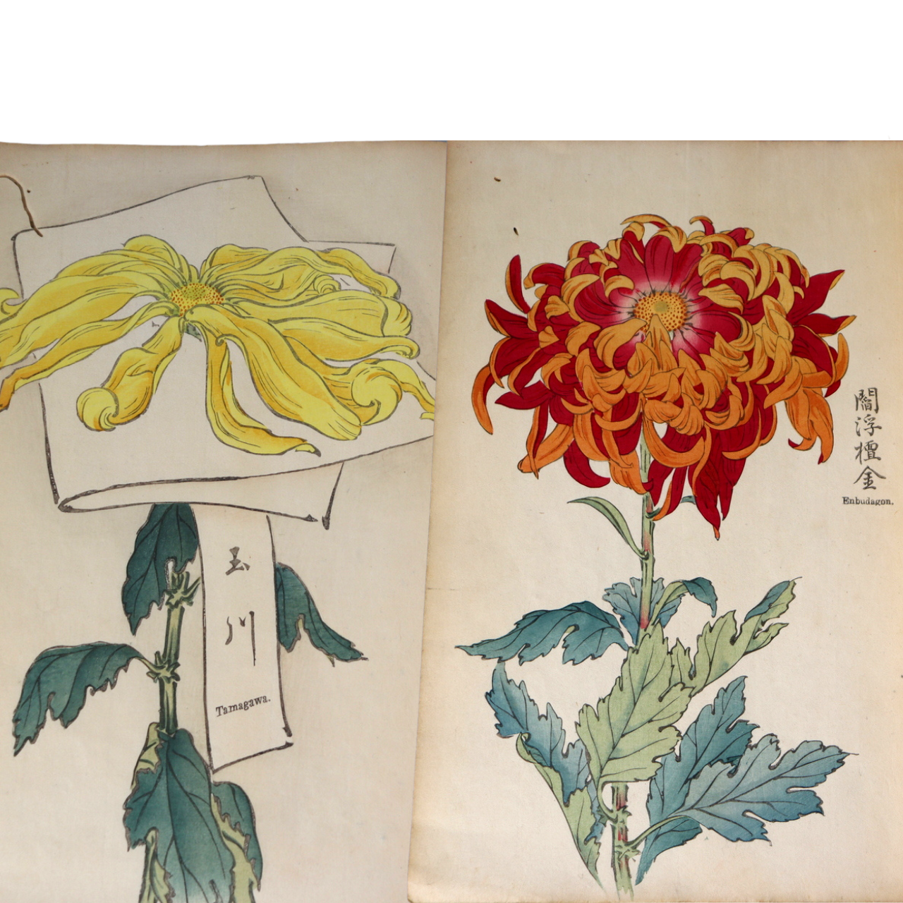 Scrolls & Prints