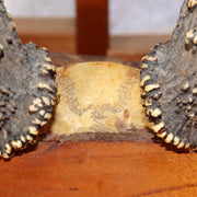 45179159