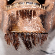 Japanese Vintage Wooden Noh Mask “Zao” by Tanaka Hidetomo Signed w / Bag MSK52117