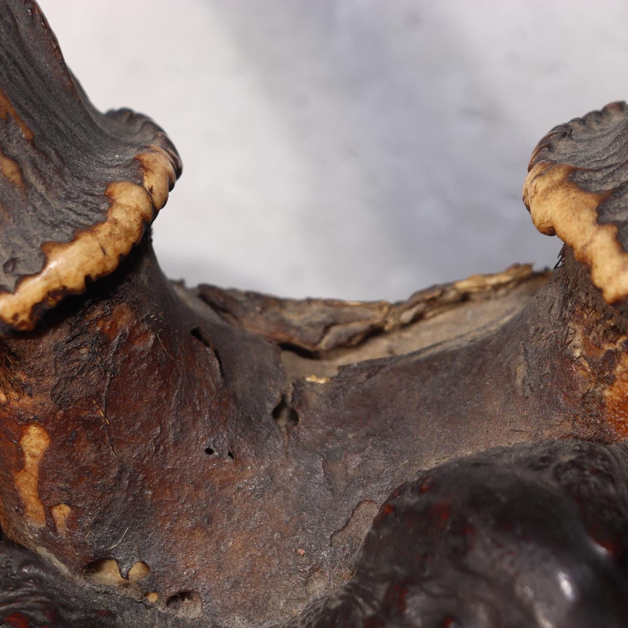 Japanese Deer Antler Sword Stand Kazuno Samurai Wooden Display Rack SWR35815