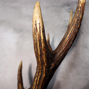 Japanese Deer Antler Sword Stand Kazuno Samurai Wooden Display Rack SWR35822