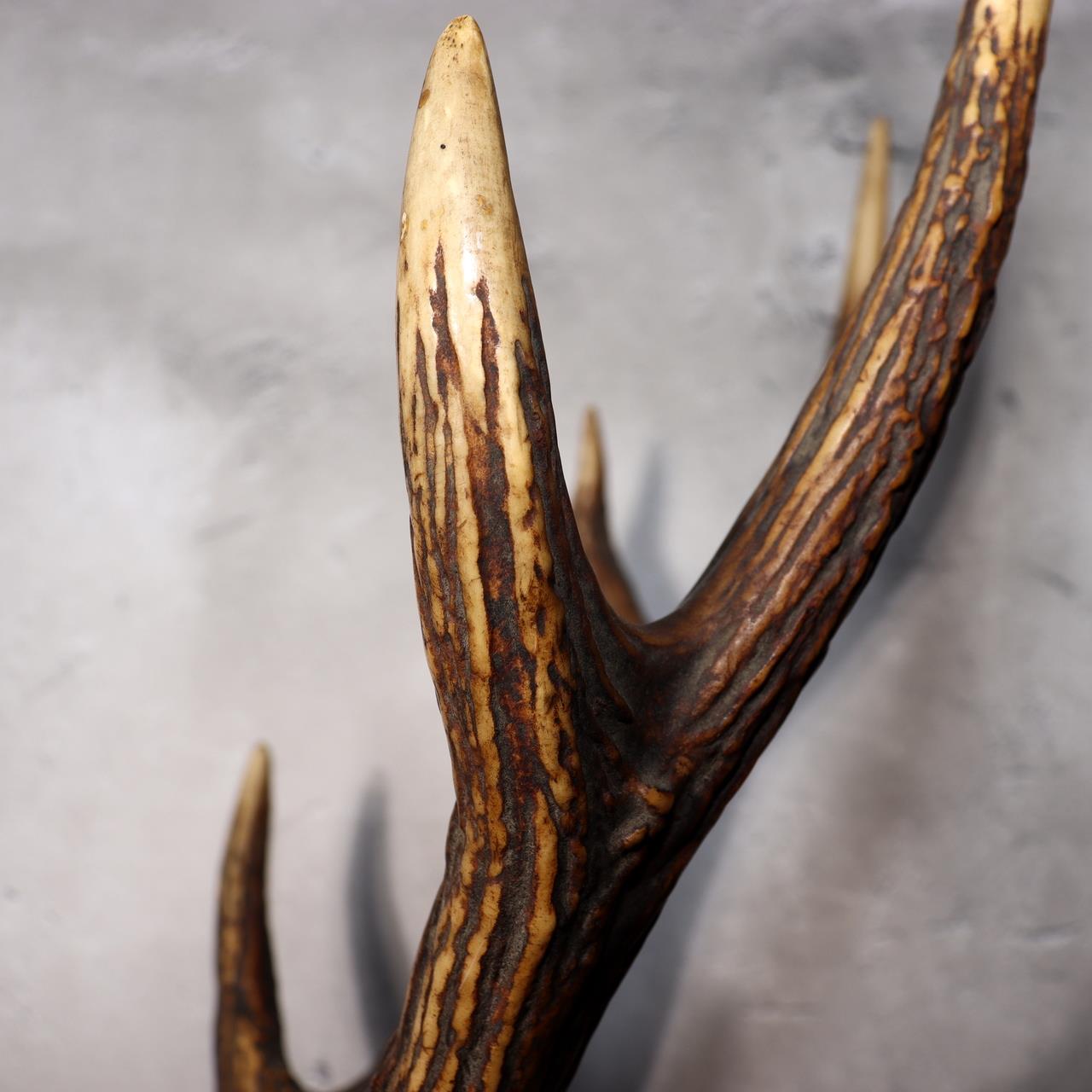 Japanese Deer Antler Sword Stand Kazuno Samurai Wooden Display Rack SWR35822