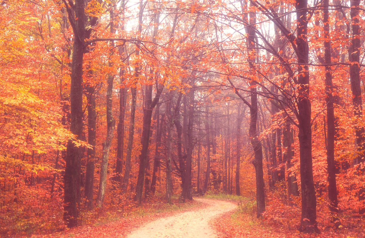 Japanese Antique Edo Iron Tsuba Kyoto Kinko Gold Inlay Fuyukiyose Sword Guard20
