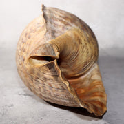 Japanese Vintage conch shell trumpet Horagai Yamabushi Shugendo Trumpet SG871