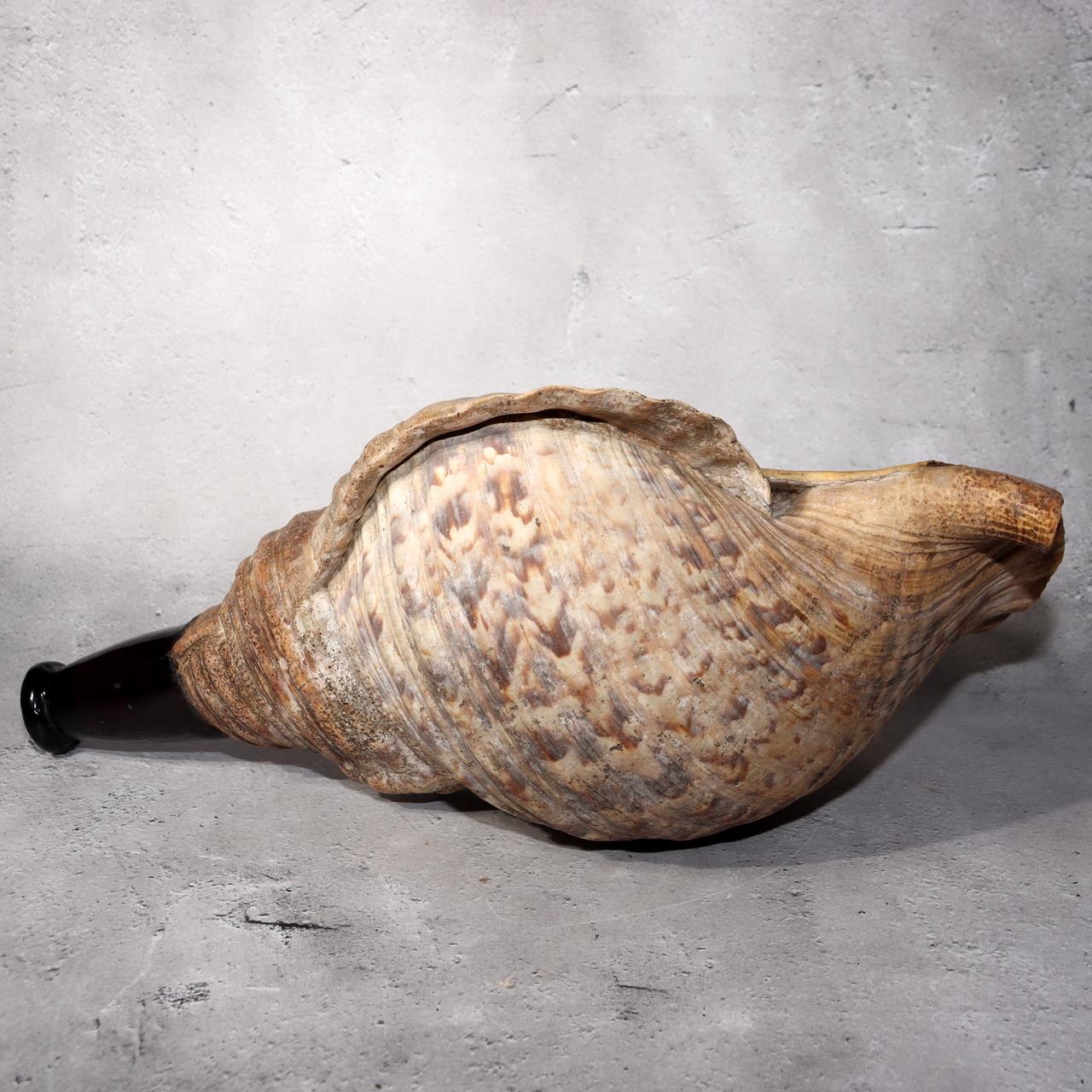 Japanese Vintage conch shell trumpet Horagai Yamabushi Shugendo Trumpet SG872