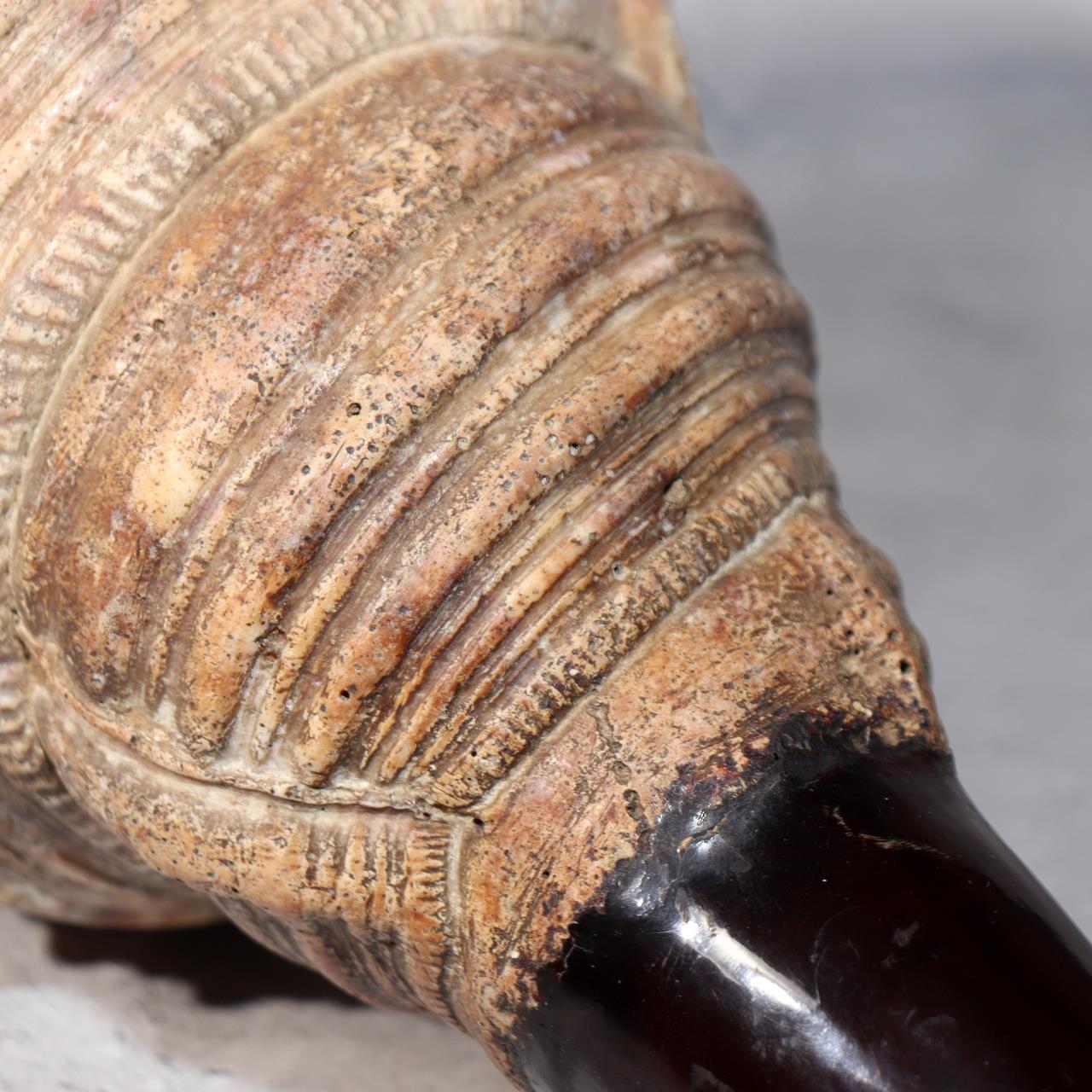 Japanese Vintage conch shell trumpet Horagai Yamabushi Shugendo Trumpet SG875