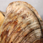 Japanese Vintage conch shell trumpet Horagai Yamabushi Shugendo Trumpet SG876