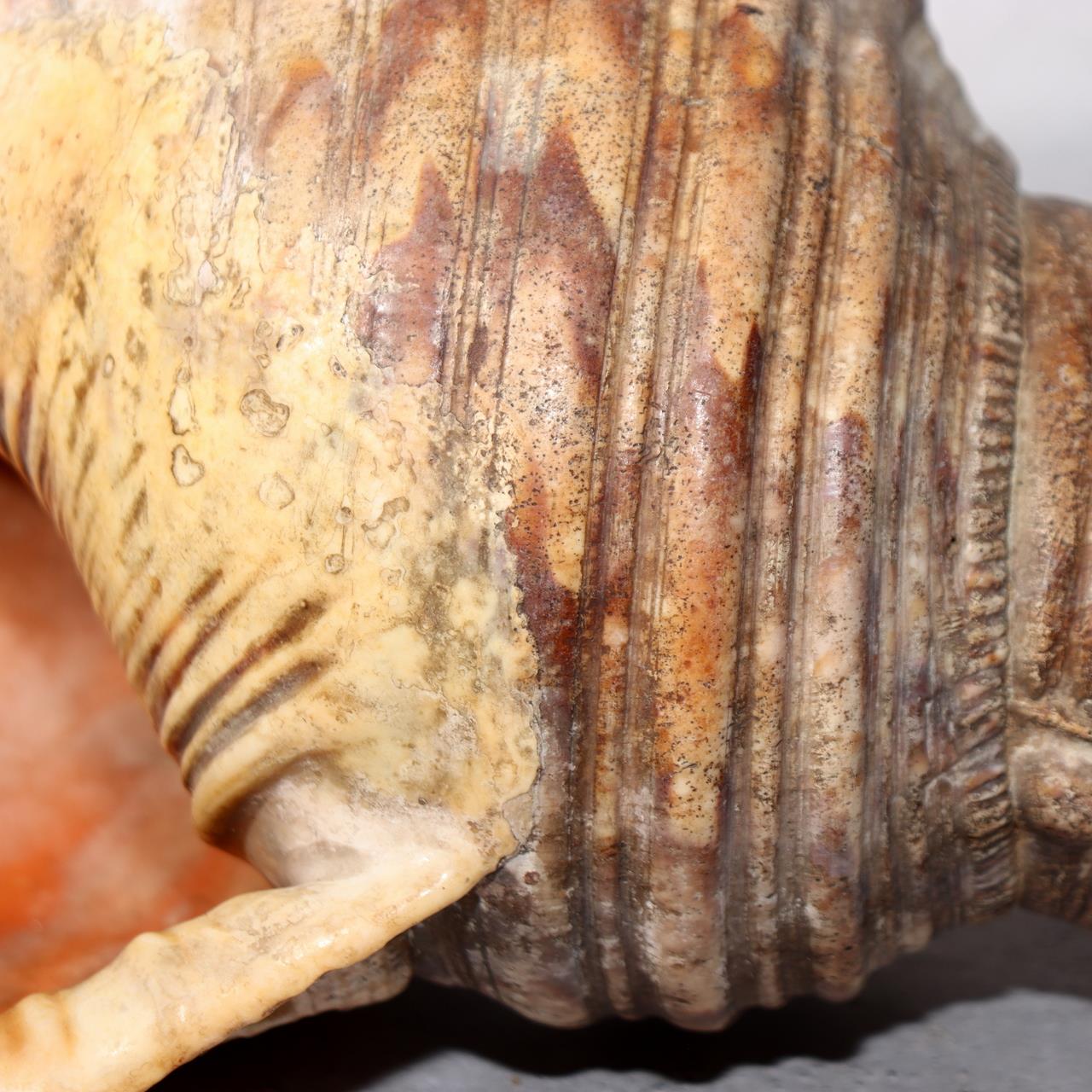 Japanese Vintage conch shell trumpet Horagai Yamabushi Shugendo Trumpet SG8710