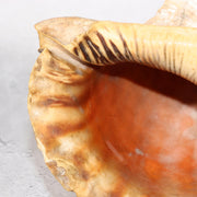 Japanese Vintage conch shell trumpet Horagai Yamabushi Shugendo Trumpet SG8711