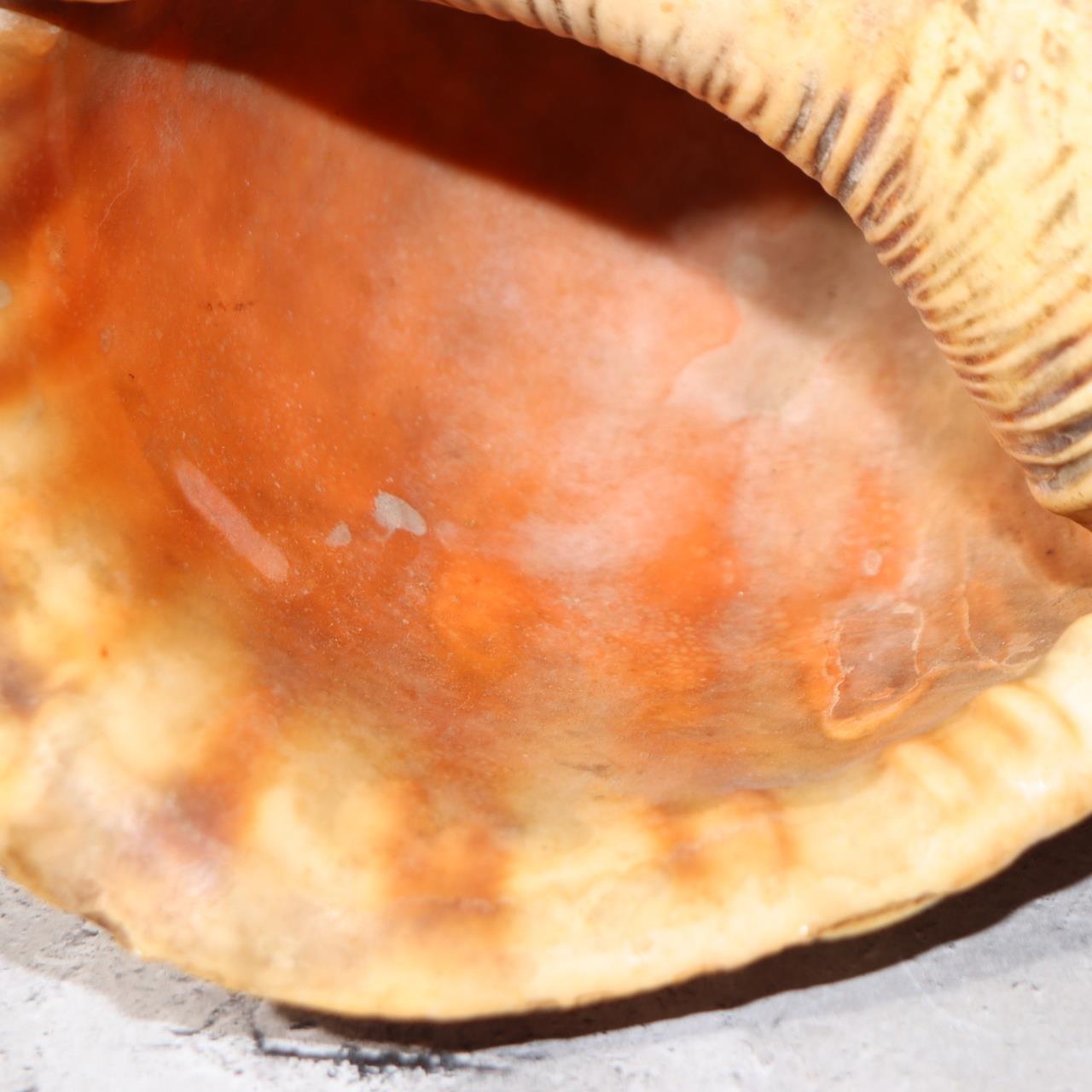 Japanese Vintage conch shell trumpet Horagai Yamabushi Shugendo Trumpet SG8712