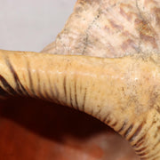 Japanese Vintage conch shell trumpet Horagai Yamabushi Shugendo Trumpet SG8713