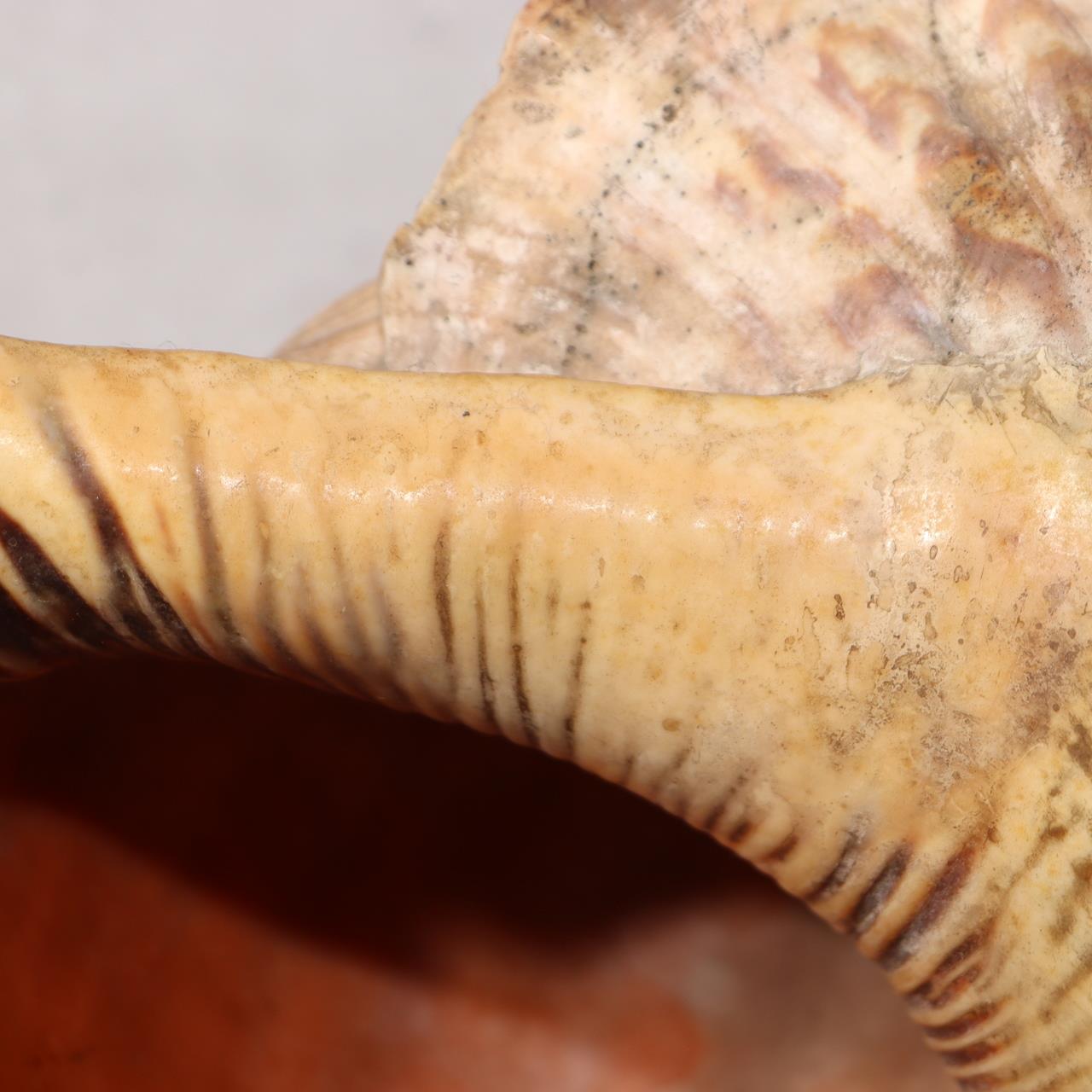 Japanese Vintage conch shell trumpet Horagai Yamabushi Shugendo Trumpet SG8713