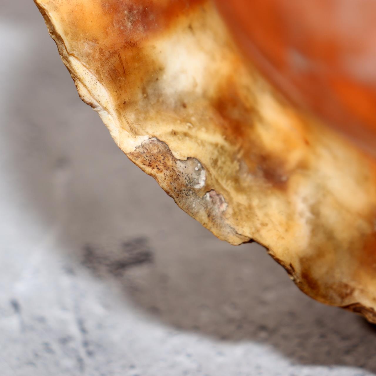 Japanese Vintage conch shell trumpet Horagai Yamabushi Shugendo Trumpet SG8714