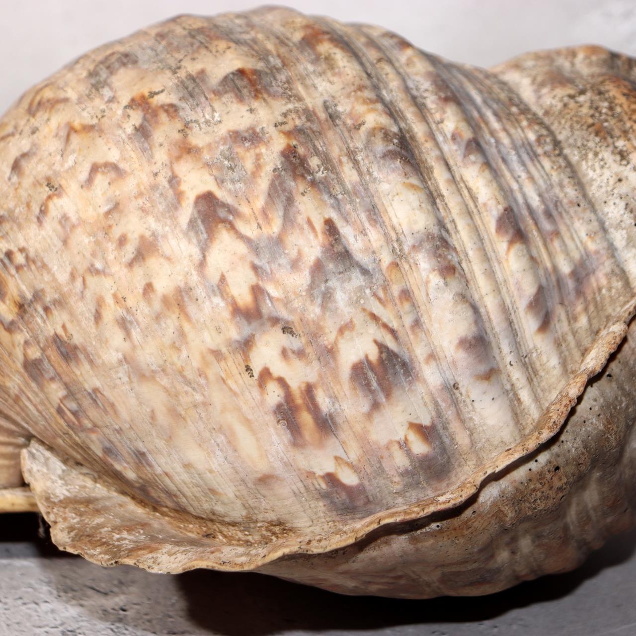 Japanese Vintage conch shell trumpet Horagai Yamabushi Shugendo Trumpet SG8715