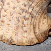 Japanese Vintage conch shell trumpet Horagai Yamabushi Shugendo Trumpet SG8716