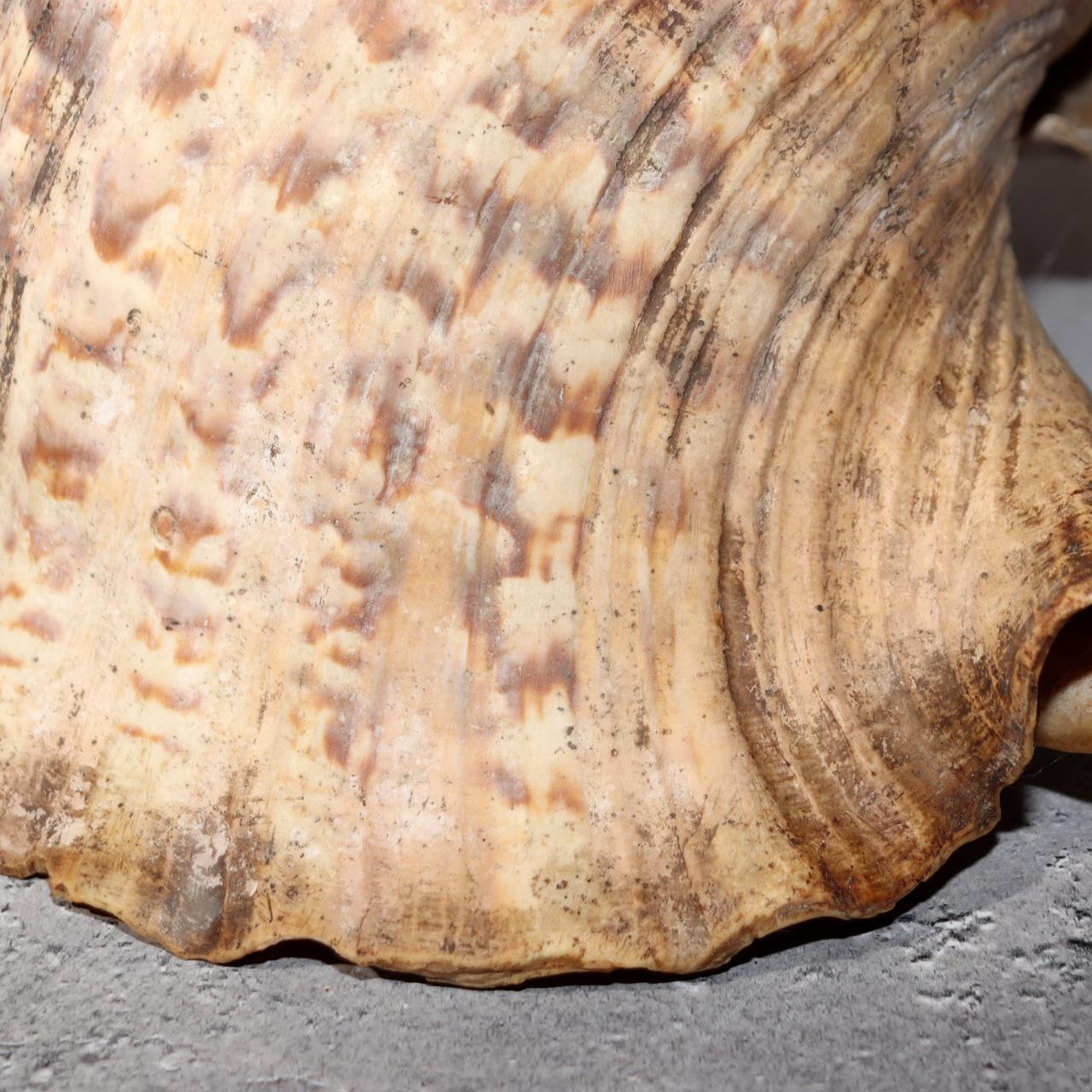 Japanese Vintage conch shell trumpet Horagai Yamabushi Shugendo Trumpet SG8716