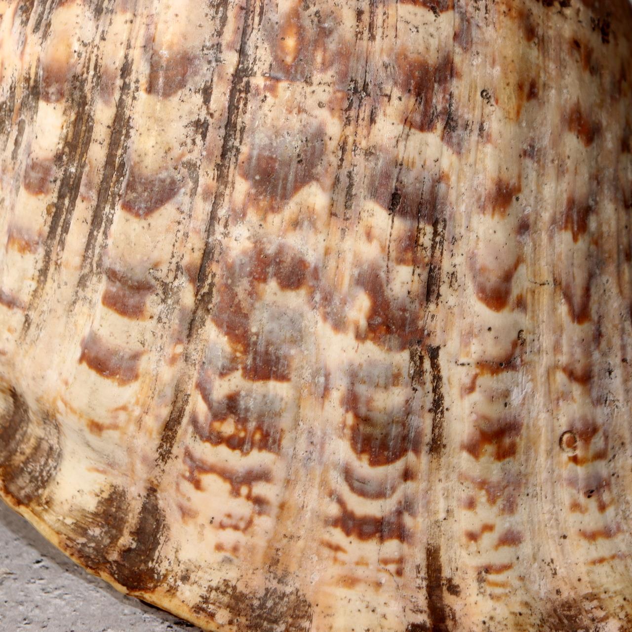 Japanese Vintage conch shell trumpet Horagai Yamabushi Shugendo Trumpet SG8717