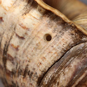 Japanese Vintage conch shell trumpet Horagai Yamabushi Shugendo Trumpet SG8719