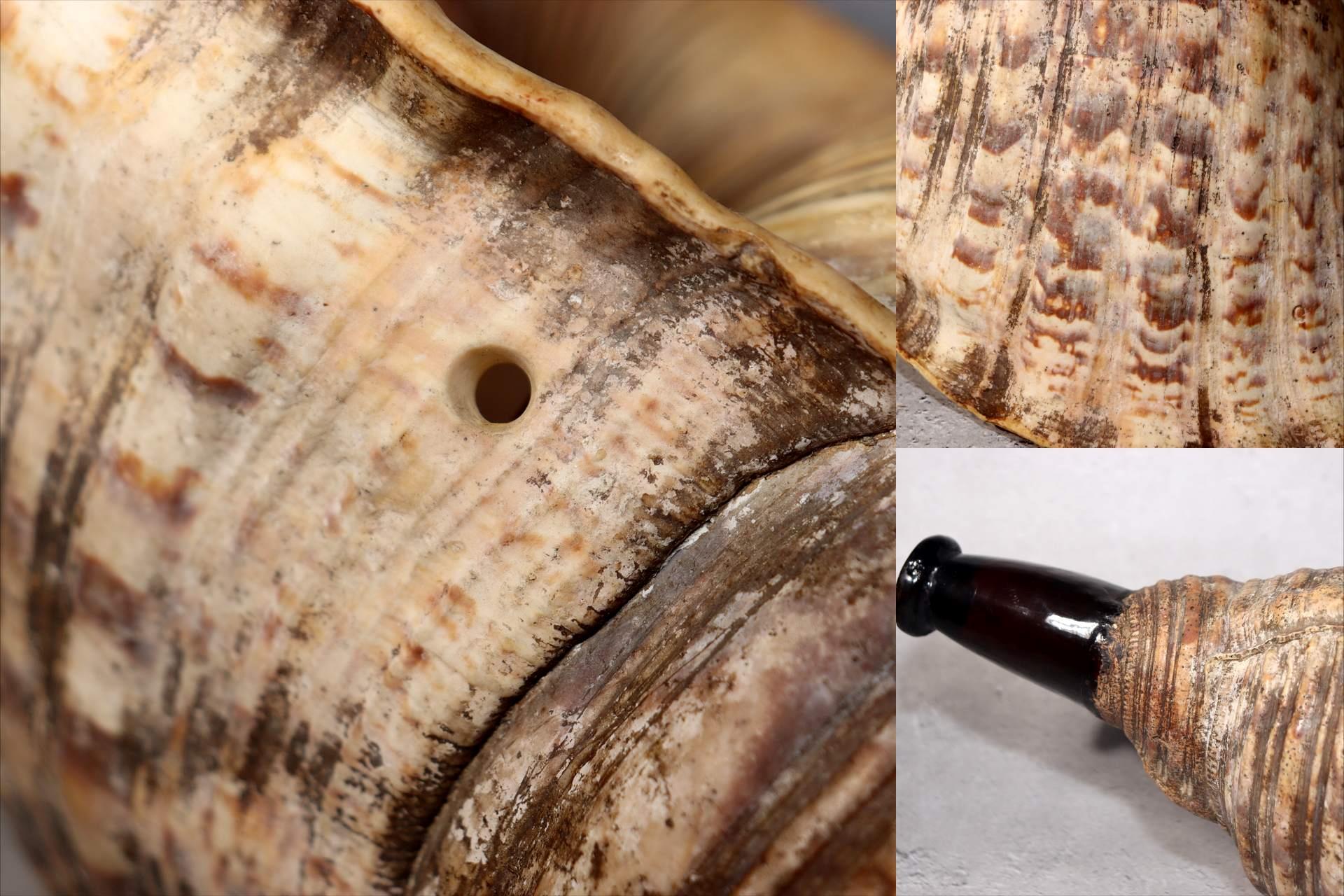 Japanese Vintage conch shell trumpet Horagai Yamabushi Shugendo Trumpet SG879