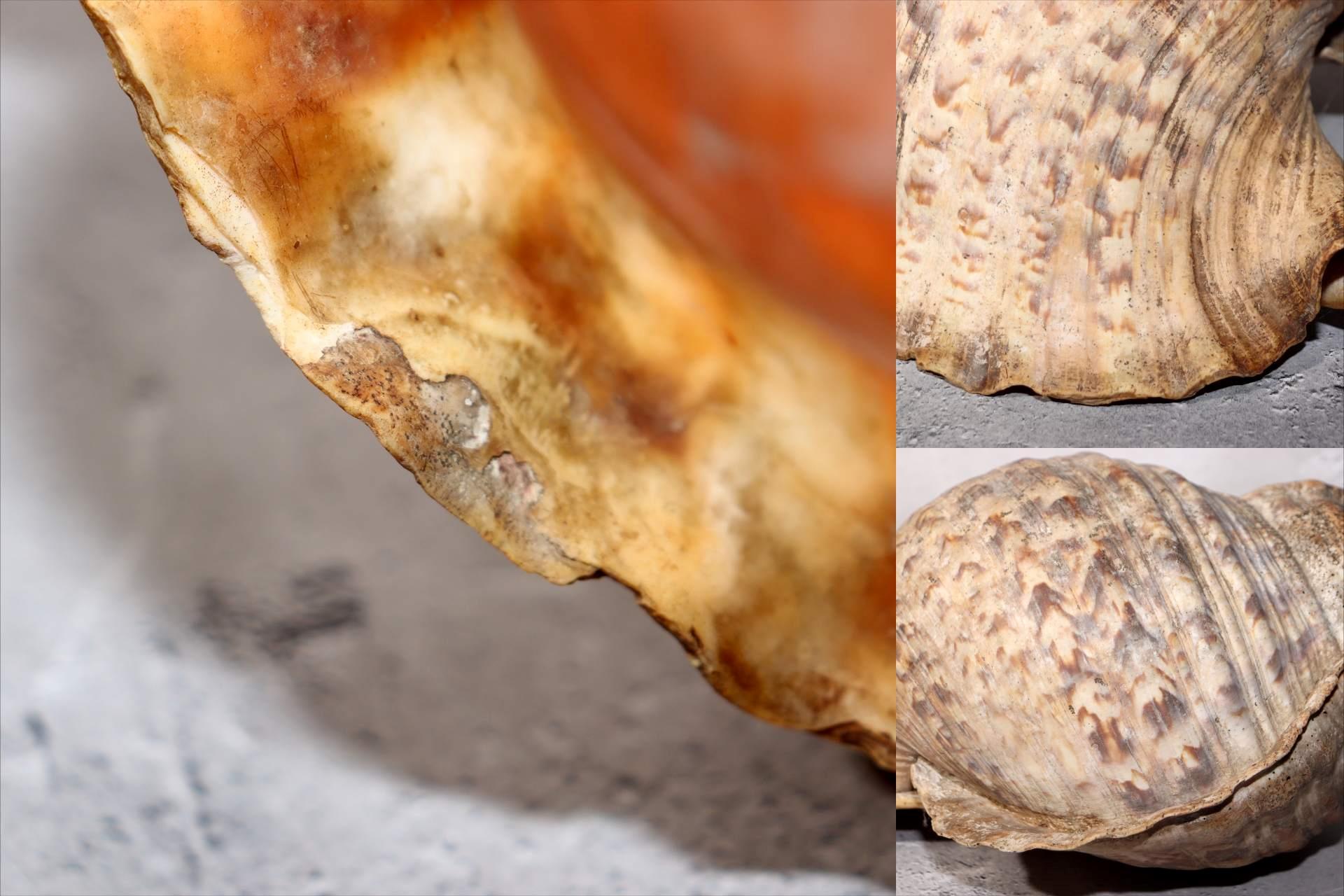 Japanese Vintage conch shell trumpet Horagai Yamabushi Shugendo Trumpet SG878