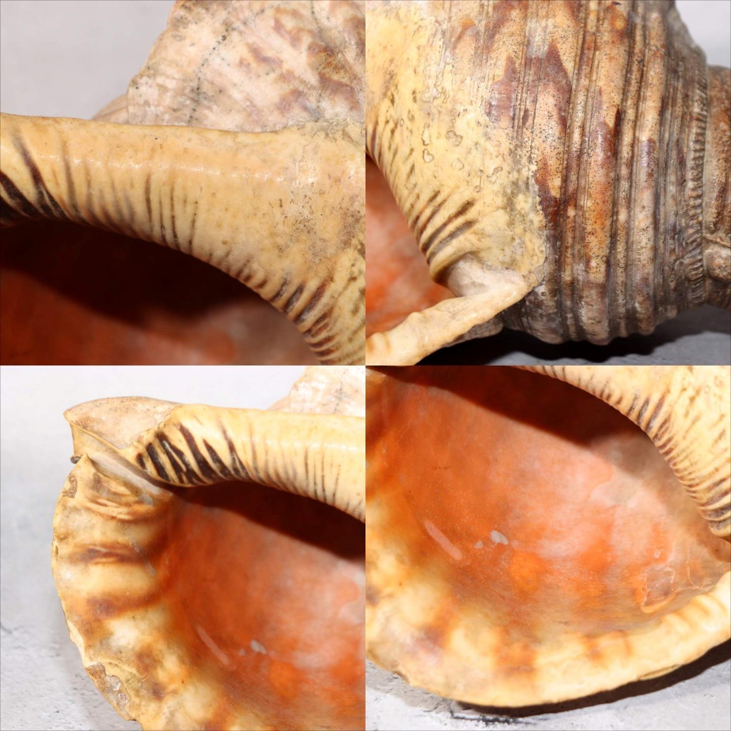 Japanese Vintage conch shell trumpet Horagai Yamabushi Shugendo Trumpet SG877