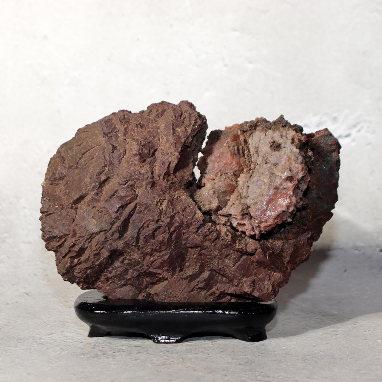 Japanese Kikkaseki Chrysanthemum Stone Neodani Gifu Suiseki Bonsai SS2140