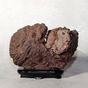 Japanese Kikkaseki Chrysanthemum Stone Neodani Gifu Suiseki Bonsai SS2140