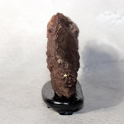 Japanese Kikkaseki Chrysanthemum Stone Neodani Gifu Suiseki Bonsai SS2141