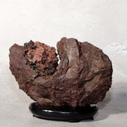 Japanese Kikkaseki Chrysanthemum Stone Neodani Gifu Suiseki Bonsai SS2142