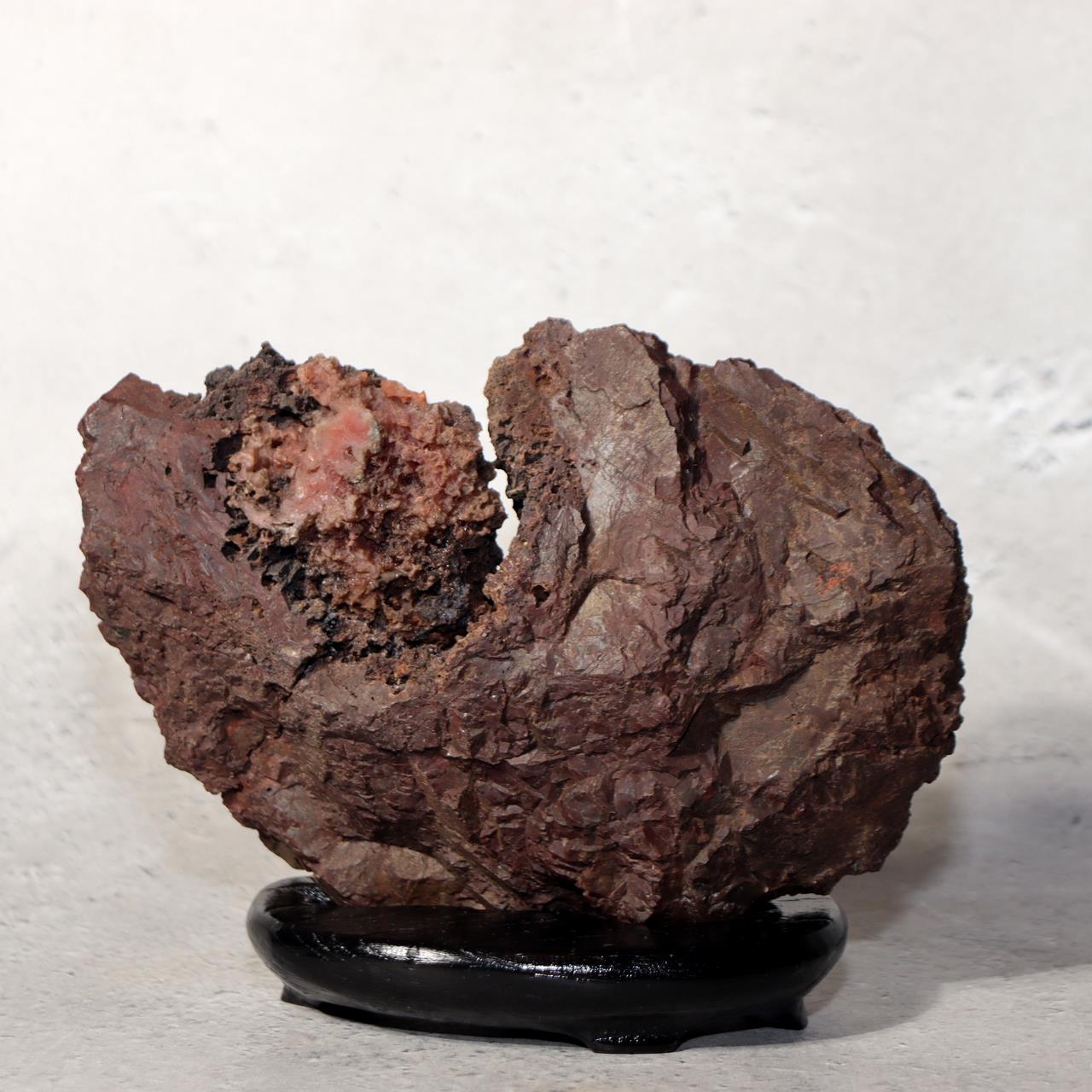 Japanese Kikkaseki Chrysanthemum Stone Neodani Gifu Suiseki Bonsai SS2142