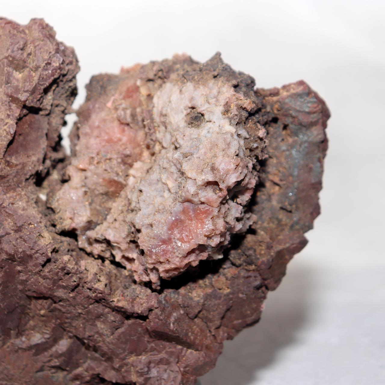 Japanese Kikkaseki Chrysanthemum Stone Neodani Gifu Suiseki Bonsai SS2145