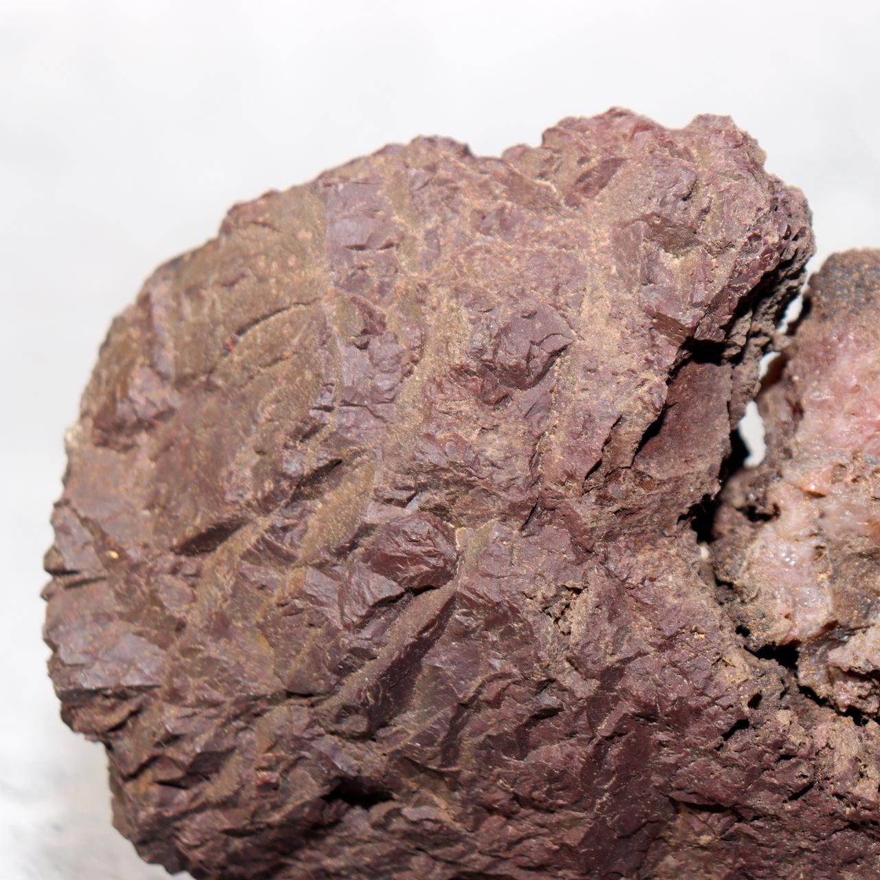 Japanese Kikkaseki Chrysanthemum Stone Neodani Gifu Suiseki Bonsai SS2146