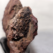 Japanese Kikkaseki Chrysanthemum Stone Neodani Gifu Suiseki Bonsai SS2147