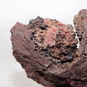 Japanese Kikkaseki Chrysanthemum Stone Neodani Gifu Suiseki Bonsai SS2148