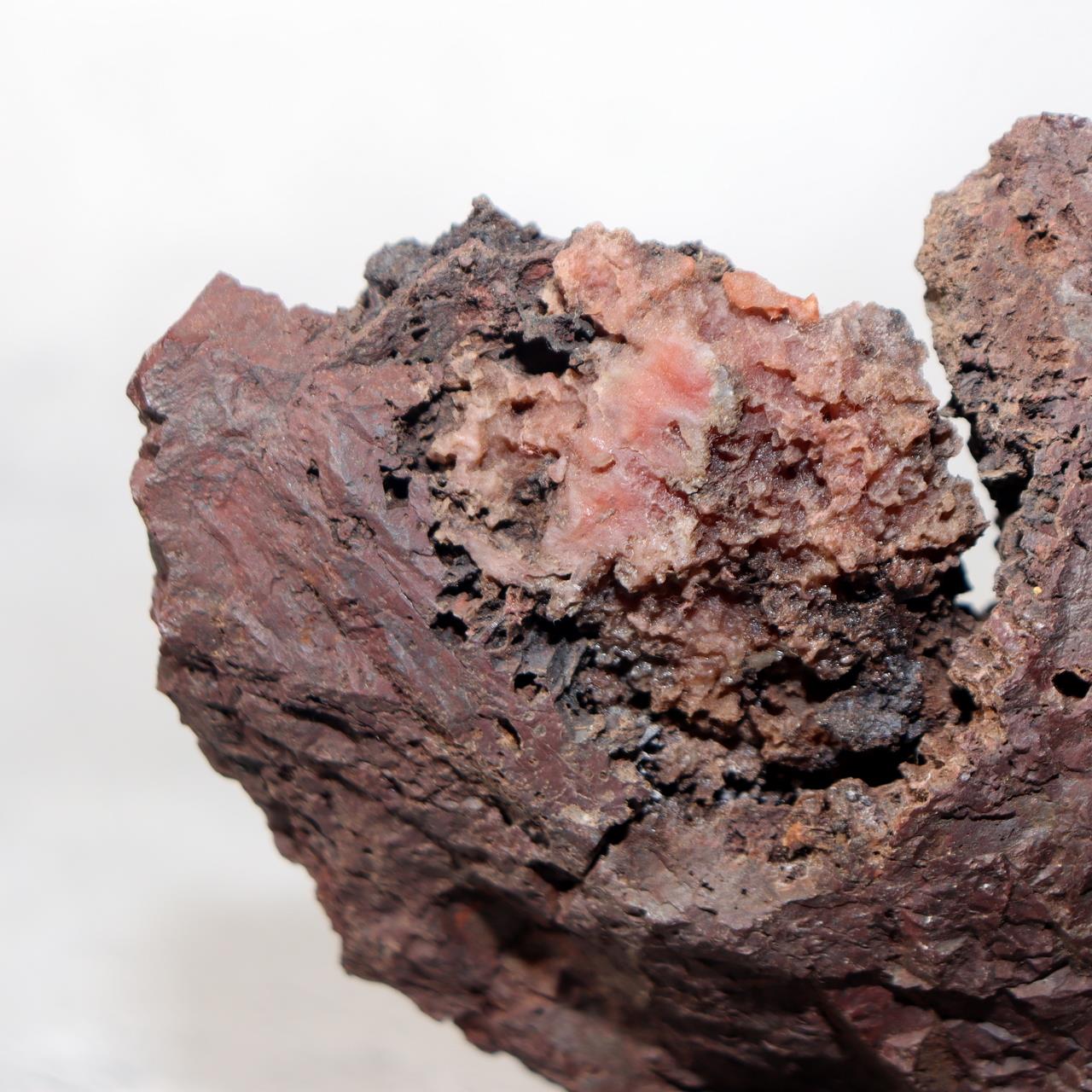 Japanese Kikkaseki Chrysanthemum Stone Neodani Gifu Suiseki Bonsai SS2148