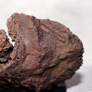 Japanese Kikkaseki Chrysanthemum Stone Neodani Gifu Suiseki Bonsai SS21410