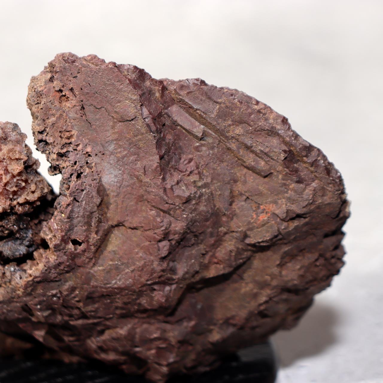 Japanese Kikkaseki Chrysanthemum Stone Neodani Gifu Suiseki Bonsai SS21410