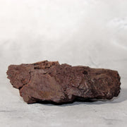 Japanese Kikkaseki Chrysanthemum Stone Neodani Gifu Suiseki Bonsai SS21411