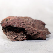 Japanese Kikkaseki Chrysanthemum Stone Neodani Gifu Suiseki Bonsai SS21412